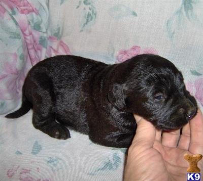 Labradoodle Puppies for Sale